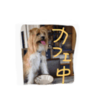マロンの幸せな日々 ！犬！可愛い（個別スタンプ：19）