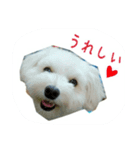 わんこスタンプ風華ちゃん（個別スタンプ：2）