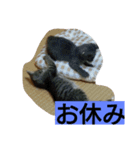 suro-rorisu（個別スタンプ：8）