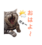デブ猫アメショーちえこ日常会話編♪（個別スタンプ：1）