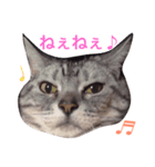 デブ猫アメショーちえこ日常会話編♪（個別スタンプ：3）