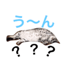 デブ猫アメショーちえこ日常会話編♪（個別スタンプ：5）