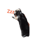 dog is coming（個別スタンプ：8）
