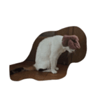きらうさぎ（個別スタンプ：2）