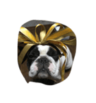 Marley（個別スタンプ：7）