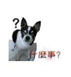 The Chihuahua Didi（個別スタンプ：4）