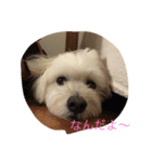 コロン丸（個別スタンプ：1）