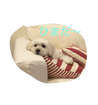コロン丸（個別スタンプ：2）