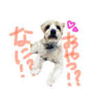 ひまないぬ（個別スタンプ：3）
