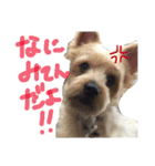 ひまないぬ（個別スタンプ：4）