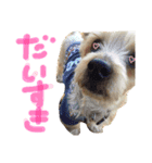 ひまないぬ（個別スタンプ：5）