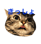 ポケしん（個別スタンプ：1）