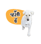 MooYhong ＆ MheePoo (The White Dogs)（個別スタンプ：1）