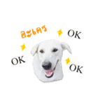 MooYhong ＆ MheePoo (The White Dogs)（個別スタンプ：3）