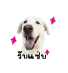 MooYhong ＆ MheePoo (The White Dogs)（個別スタンプ：4）
