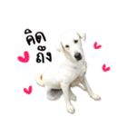 MooYhong ＆ MheePoo (The White Dogs)（個別スタンプ：6）