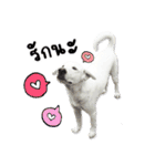 MooYhong ＆ MheePoo (The White Dogs)（個別スタンプ：7）