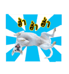MooYhong ＆ MheePoo (The White Dogs)（個別スタンプ：8）