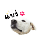 MooYhong ＆ MheePoo (The White Dogs)（個別スタンプ：9）