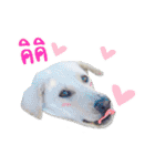 MooYhong ＆ MheePoo (The White Dogs)（個別スタンプ：11）