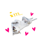 MooYhong ＆ MheePoo (The White Dogs)（個別スタンプ：12）