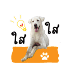 MooYhong ＆ MheePoo (The White Dogs)（個別スタンプ：13）