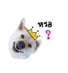 MooYhong ＆ MheePoo (The White Dogs)（個別スタンプ：14）