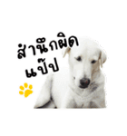 MooYhong ＆ MheePoo (The White Dogs)（個別スタンプ：16）