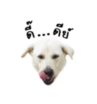 MooYhong ＆ MheePoo (The White Dogs)（個別スタンプ：17）
