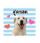 MooYhong ＆ MheePoo (The White Dogs)（個別スタンプ：18）