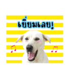 MooYhong ＆ MheePoo (The White Dogs)（個別スタンプ：19）