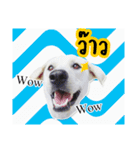 MooYhong ＆ MheePoo (The White Dogs)（個別スタンプ：20）