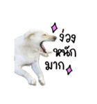 MooYhong ＆ MheePoo (The White Dogs)（個別スタンプ：21）