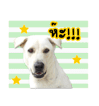 MooYhong ＆ MheePoo (The White Dogs)（個別スタンプ：23）