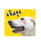 MooYhong ＆ MheePoo (The White Dogs)（個別スタンプ：24）