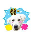 MooYhong ＆ MheePoo (The White Dogs)（個別スタンプ：25）