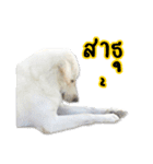 MooYhong ＆ MheePoo (The White Dogs)（個別スタンプ：26）