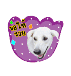 MooYhong ＆ MheePoo (The White Dogs)（個別スタンプ：27）