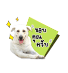 MooYhong ＆ MheePoo (The White Dogs)（個別スタンプ：28）