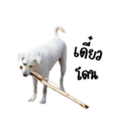 MooYhong ＆ MheePoo (The White Dogs)（個別スタンプ：29）
