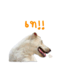 MooYhong ＆ MheePoo (The White Dogs)（個別スタンプ：30）