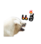 MooYhong ＆ MheePoo (The White Dogs)（個別スタンプ：31）