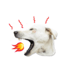 MooYhong ＆ MheePoo (The White Dogs)（個別スタンプ：32）
