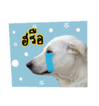 MooYhong ＆ MheePoo (The White Dogs)（個別スタンプ：35）