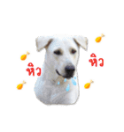 MooYhong ＆ MheePoo (The White Dogs)（個別スタンプ：36）