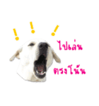 MooYhong ＆ MheePoo (The White Dogs)（個別スタンプ：37）