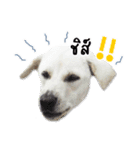 MooYhong ＆ MheePoo (The White Dogs)（個別スタンプ：40）