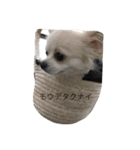 チワワのゆきまる（個別スタンプ：1）