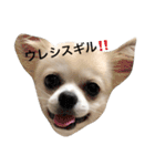 チワワのゆきまる（個別スタンプ：2）