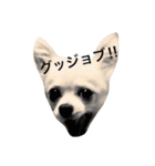 チワワのゆきまる（個別スタンプ：3）